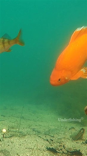 352K views · 3.5K reactions | What is this for fish? #fishing #underwater #fish (found it in a public lake) | Underfishing | Facebook