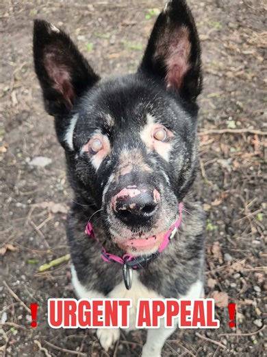 ❗️Roxys’s eye removal surgery❗️ ⭐️ Please help us raise funds for our sweet, blind Akita Roxy’s enucleation surgery. As a small rescue we rely solely on donations & gifts in order to provide urgent care to animals in need ⭐️ ❤️‍🩹 Roxy’s operation is very complex and expensive but it will drastically improve her quality of life, and so we are asking for the help of our wonderful supporters. 💚 Please donate using the link in our bio, like and share this post, and follow us for updates on Roxy’s 