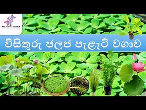 විසිතුරු ජලජ පැළෑටි වගාව|bio systems technology|bst lessons sinhala|bst sinhala|bst drive sinhala