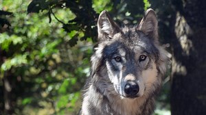 Loups : leur nombre estimé, en France, revu à la hausse