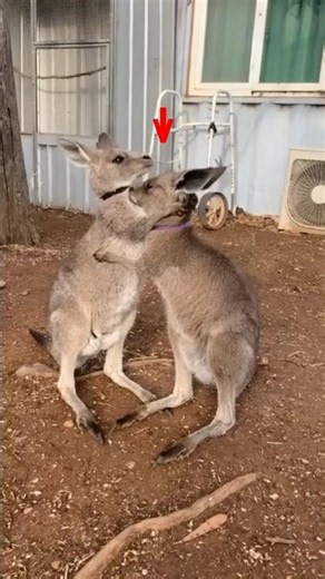 How Kangaroo Protects Its Baby In Pouch! 🦘 | Amazing Animal Facts #shorts