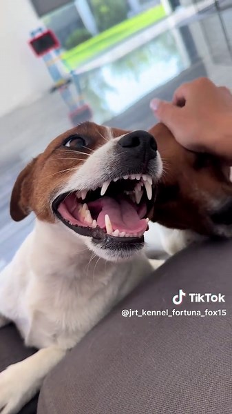 jrt_kennel_fortuna_fox15 на TikTok