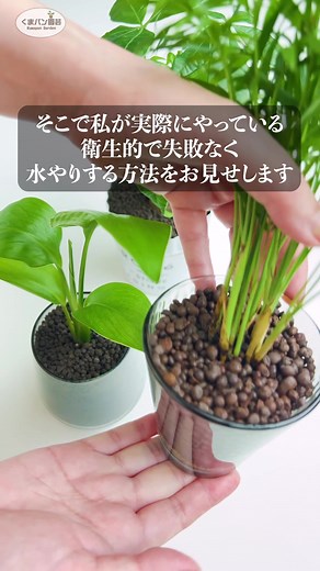 観葉植物水やりテクニック🌱💦 | 穴なし容器でも安心 | #観葉植物 #植物 #くまパン園芸