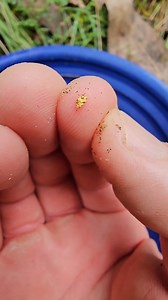 103K views · 3.1K reactions | In 1855 a party of French miners forund a gold carrying creek outside of Beechworth, Victoria, Australia. Their discovery sparked a major alluvial gold rush and thier workings can still bve seen today. They even left a little gold for this 21st century miner! | Vo-Gus Prospecting | Facebook