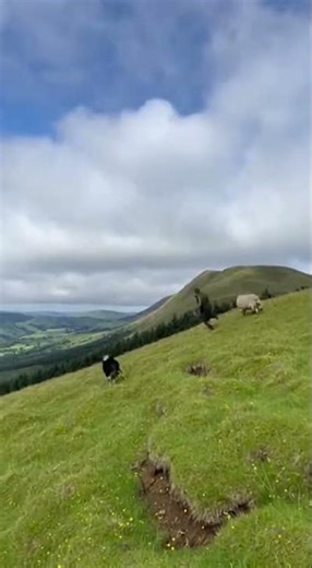ANJING MENGGONGGONG SAAT MANUSIA LOMPATIN Reaksi Lucu dan Mengejutkan #anjing #reaksi #hewan