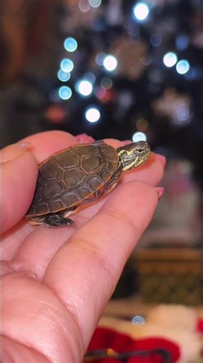 Luna the southern painted turtle