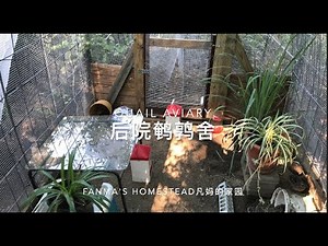 Quail Aviary 后院鹌鹑舍【后院养鹌鹑记】