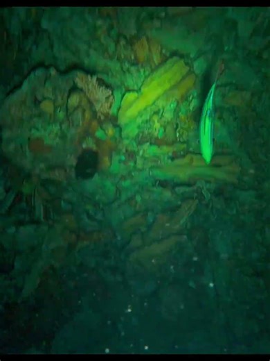 Night Spearfishing #freediving #spearfishing