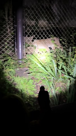Ever wanted to visit a zoo at night? Stop by #ZooAmerica this weekend for the last few nights of Creatures Of The Night from 6-9PM! Dont forget your flashlight! #HersheyparkHalloween #Hersheypark #HersheyPA #HersheyparkHappy #Halloween #Animals #Zoo