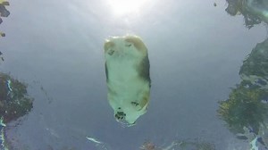365K views · 2.6K reactions | It's #WetDogWednesday and this loaf is on the go! (#GoPro that is...) Just keep swimming! #SoundOn #DamnTheCorgpedos #LoafFloats #SubZero #TheLifeAquatic #JacquesCorgsteau ---------------------------------------------- To use this video in a commercial player or in broadcasts, please email licensing@storyful.com | Zero Marie Hussein Corgibutt | Facebook