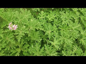 My Daily Routine With the Scented Geranium Plant: Pruning and Cleaning After Neglect