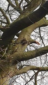 Mighty Beech Tree, early December Lanc UK wild nature countryside outdoors