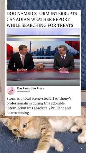 A Dog Stole the Show During a Live Weather Report! 🐶📺