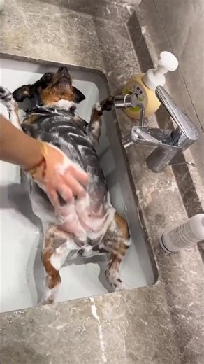 Happy Dog Bathing Moments 😍🤩#dog #shorts