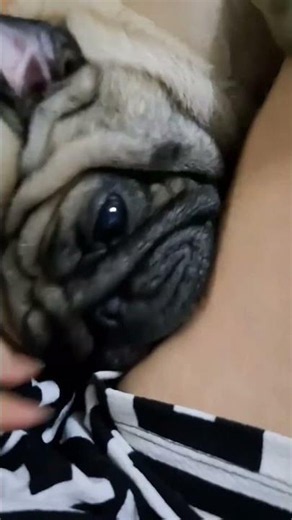 You're having so much fun, fatty! #pug #animallover #pet #dog #pug #Familypugs