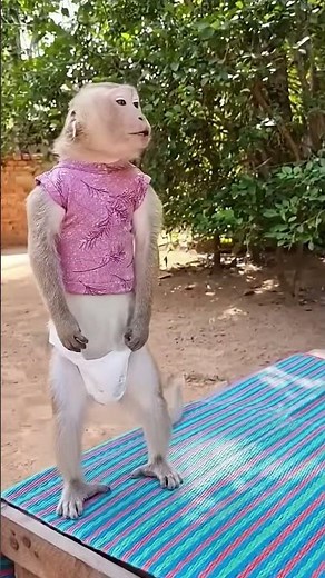 Shally the monkey is very playful and adorabl #animal #monkey #shally #funny #yaya #babymonkey #cute