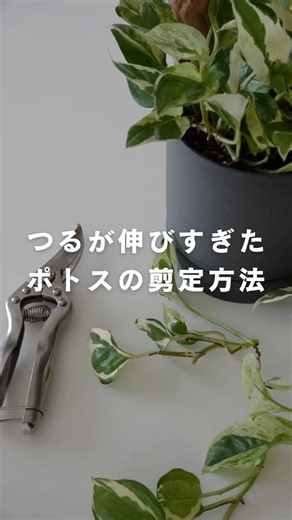 How to Prune Pothos #Pothos