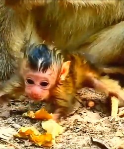 The mother monkey threw the baby monkey on the ground so that the baby monkey struggled #Monkeyvideos | Monkey Smile