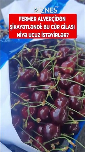 Fermer alverçidən şikayətləndi: Bu cür gilası niyə ucuz istəyirlər?