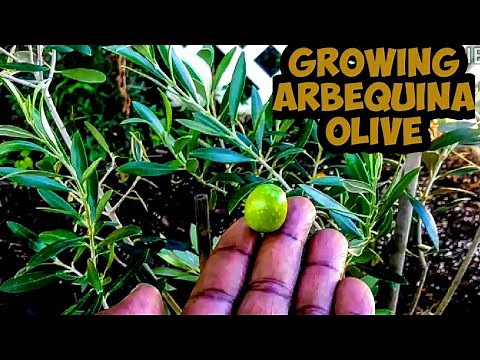 Growing My Arbequina Olive Tree 🌳