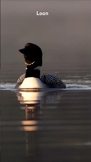 Don’t Scroll… Listen to This Haunting Loon Call