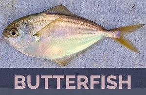 Is it safe to eat butterfish? [2025] | QAQooking.wiki