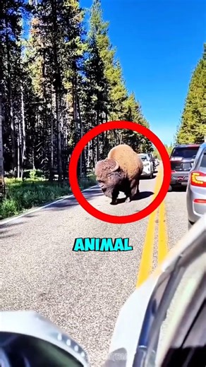 This ‘Slow’ Animal Can Jump Higher Than You 😳🦬 #shorts #bison