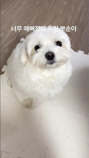 Before and after bathing a gentle Maltese
