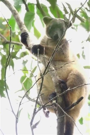 Private Journeys Through the Wild Heart of the Tropics