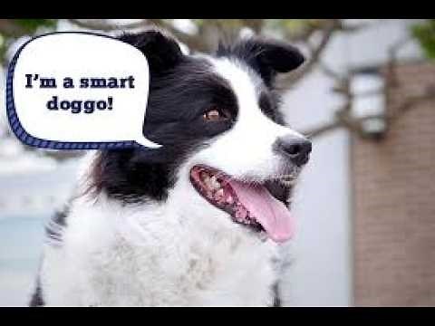 Why Border Collies Are The Smartest Dogs