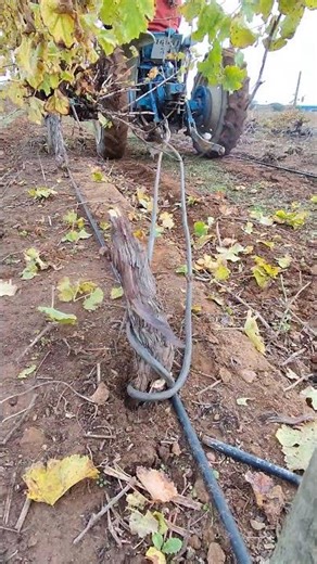 ford tractor pull tree stump