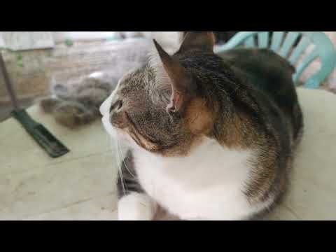 How much does combing your cat help them?