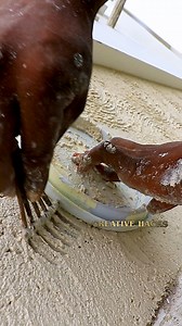 142K views · 1K reactions | Stylish Rustic Wall Texture Idea | Creative Hacks | Facebook