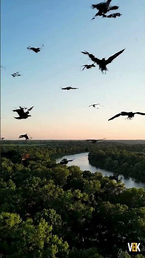 Millions of Birds Move as One 🕊️ Incredible Murmuration in 4K