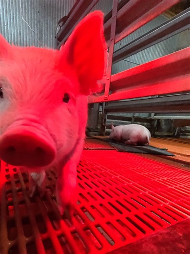 Even after getting turned into barrows the boys still loved us. Such sweet babies. #abchomestead #homestead #showpigs #piglets