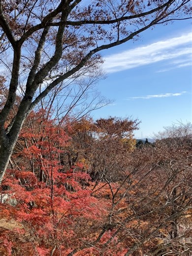 ハムちゃん on Instagram: "能勢妙見山🚗 こちらの紅葉🍁も見ごろ 青空が広がり参拝日和 神社の鳥居⛩️をくぐり階段を登ると見晴らしの良い展望台に近代的な建物が さらに進むと兵庫県と大阪府の境界線 さらに進むと妙見山の本殿でした #能勢妙見山 #紅葉狩り #能勢ドライブ #いつもいいねありがとうございます"