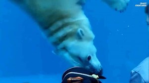 What happens when wild behavior breaks through barriers