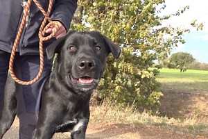 Brut, jeune chien croisé labrador est à adopter à l'APA du Puy-de-Dôme