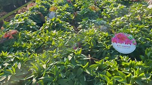 1.7K views · 57 reactions | Spring at Floradale Nurseries! | Floradale Nurseries | Facebook