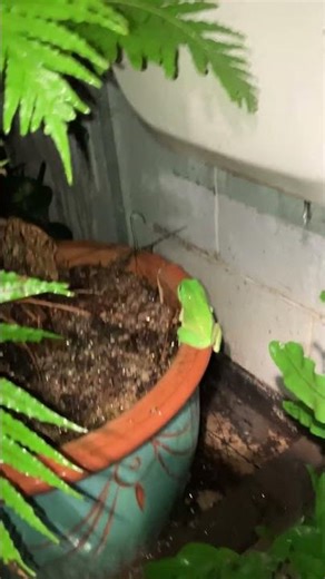 My favourite friendly freaky fat Green Tree frog