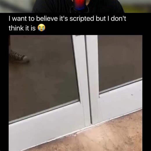 Atikah Sari on Instagram: "a collection of absurd videos that I found on Sunday #15 #meme #absurd #funny #explore #reels #explorepage #comedy #funny #memes #newreels #canada #newyork #losangeles #califórnia"