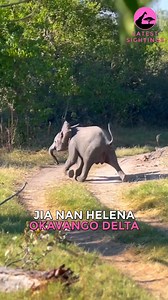 268K views · 15K reactions | Family Panics as Baby Elephant Falls While Running While running back to its family, this baby elephant takes a tumble and falls flat on its face. The herd immediately trumpets in panic, but don’t worry! The little one quickly gets back up and is safely reunited with its family. | Cute Tings | Facebook