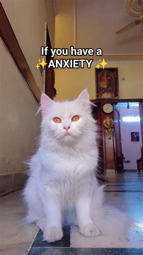 throw it out the window 😭 #catshorts #funny #meme #fyp #viralshort #persiancat #kitten #kawaiicat