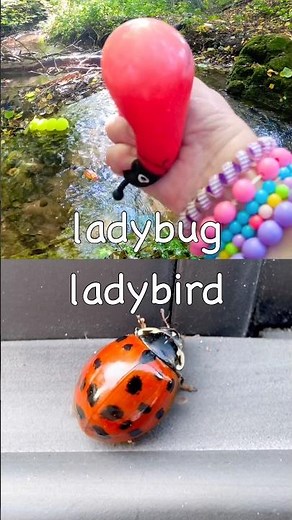 Kids Learn | Bug Insect Names at the Stream: Weevil Slug Jewel Beetle Ladybug Bee