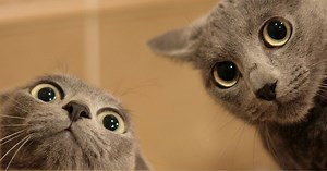 How Cats See the World