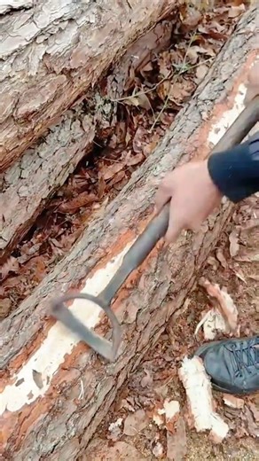 Peeling Bark Off Large Tree Logs Manually Using A Traditional Metal Debarking Tool