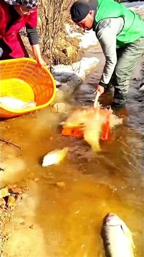 Catching Fish from Hillside Stream | Shovel Fishing