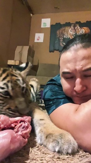 Playful Tiger Cub Interacts with Person at Home