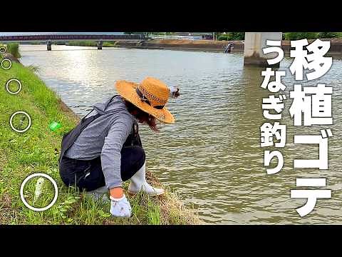 Can You Really Catch Eels with a Garden Trowel? We Found a Secret Fishing Trick After a Typhoon!