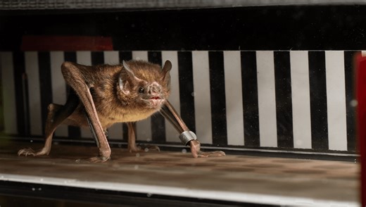 Watch Blood-Fuelled Vampire Bats Running On A Tiny Treadmill For Science